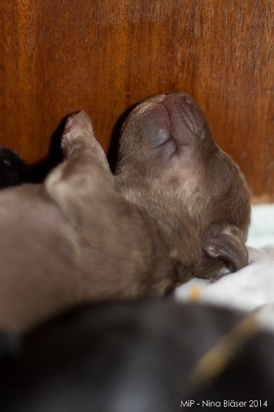 2014-02-05 Welpen Svet & Ruby-1445.jpg - Day 3